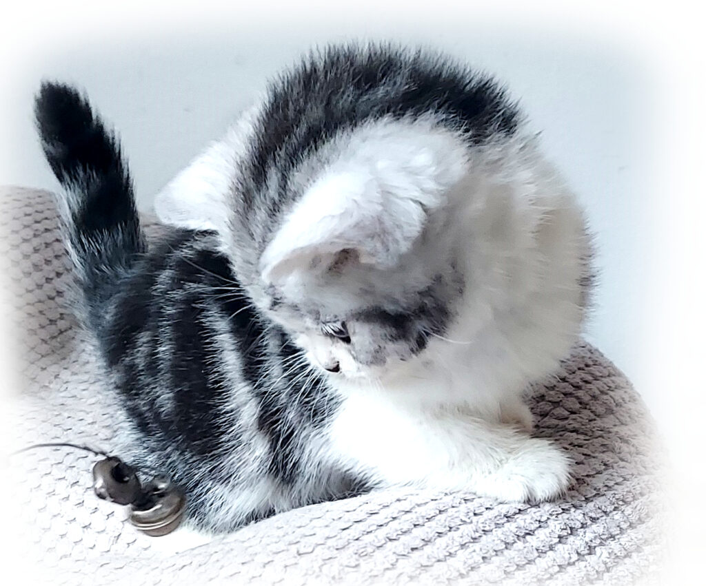 ProBoost®Thymic Protein A – Dávkování pro prevenci FIP