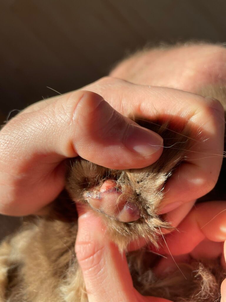 PLAZMOCELULÁRNÍ PODODERMATITIDA